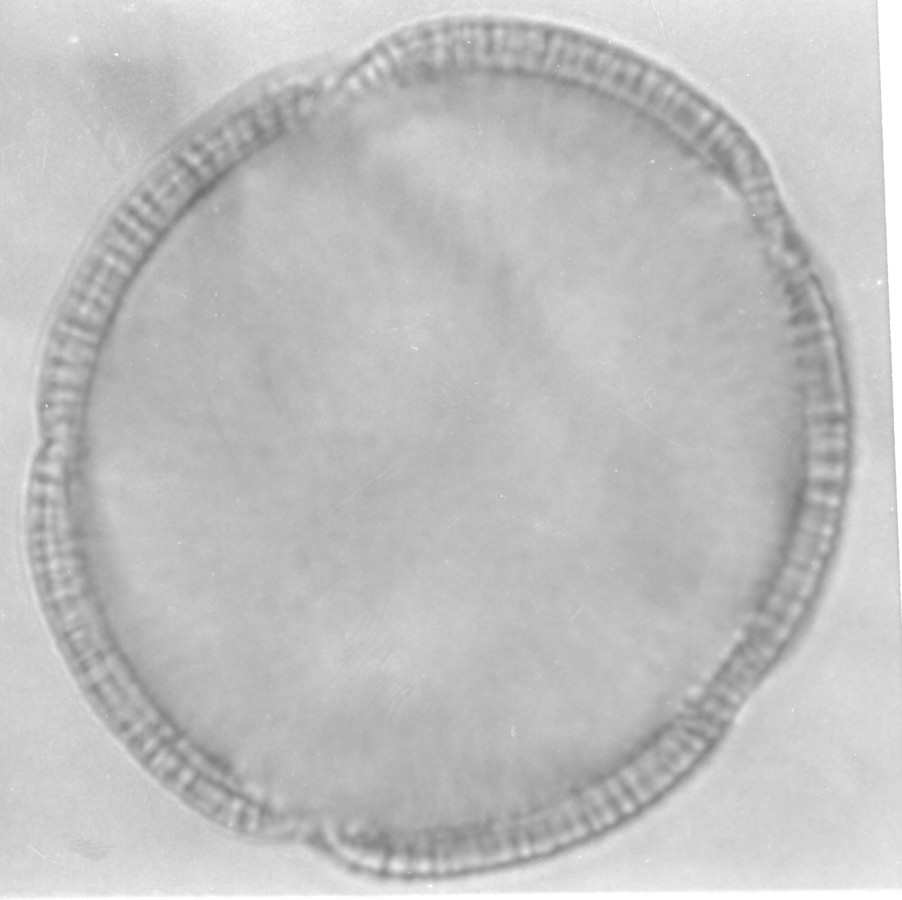 Image - Jacquemontia tamnifolia