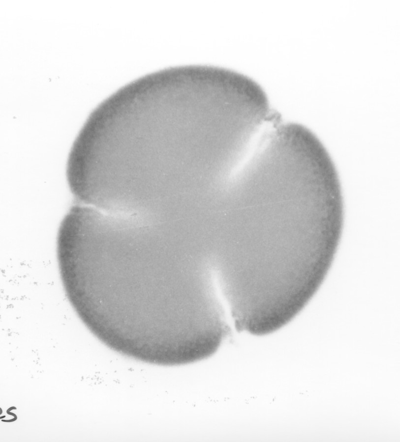 Image - Merremia dissecta