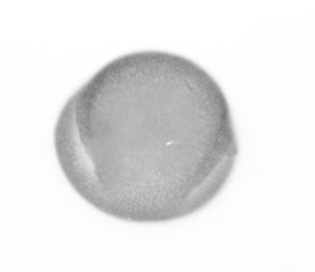 Image - Merremia dissecta