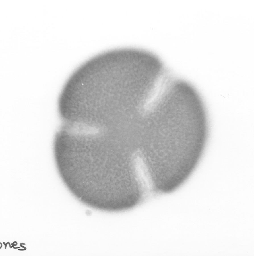 Image - Merremia dissecta