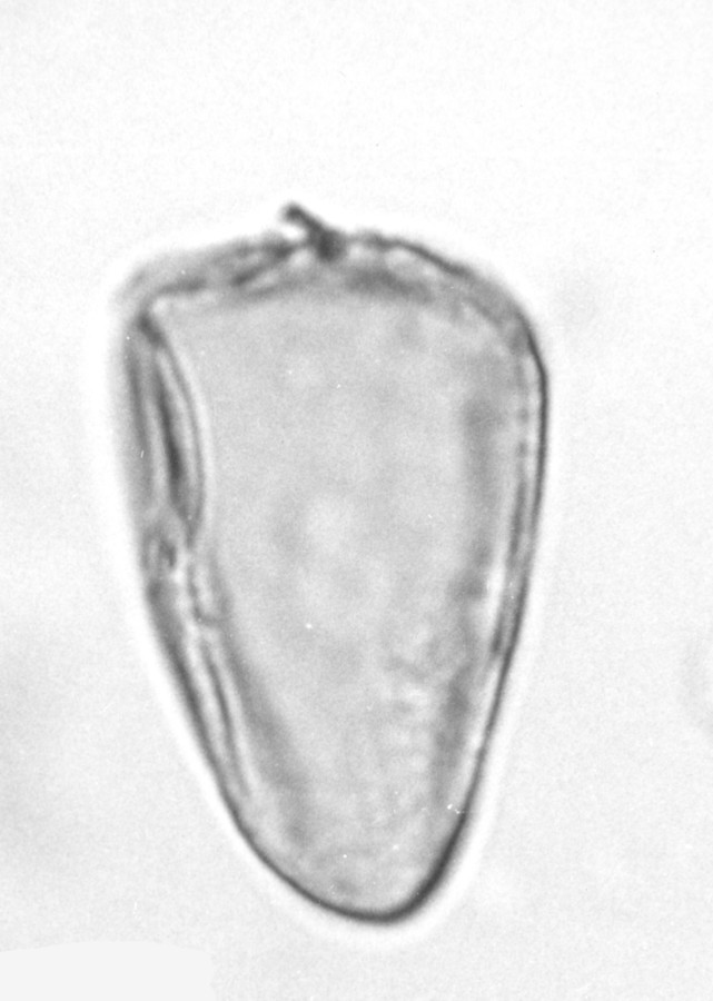 Image - Carex muehlenbergii var. enervis