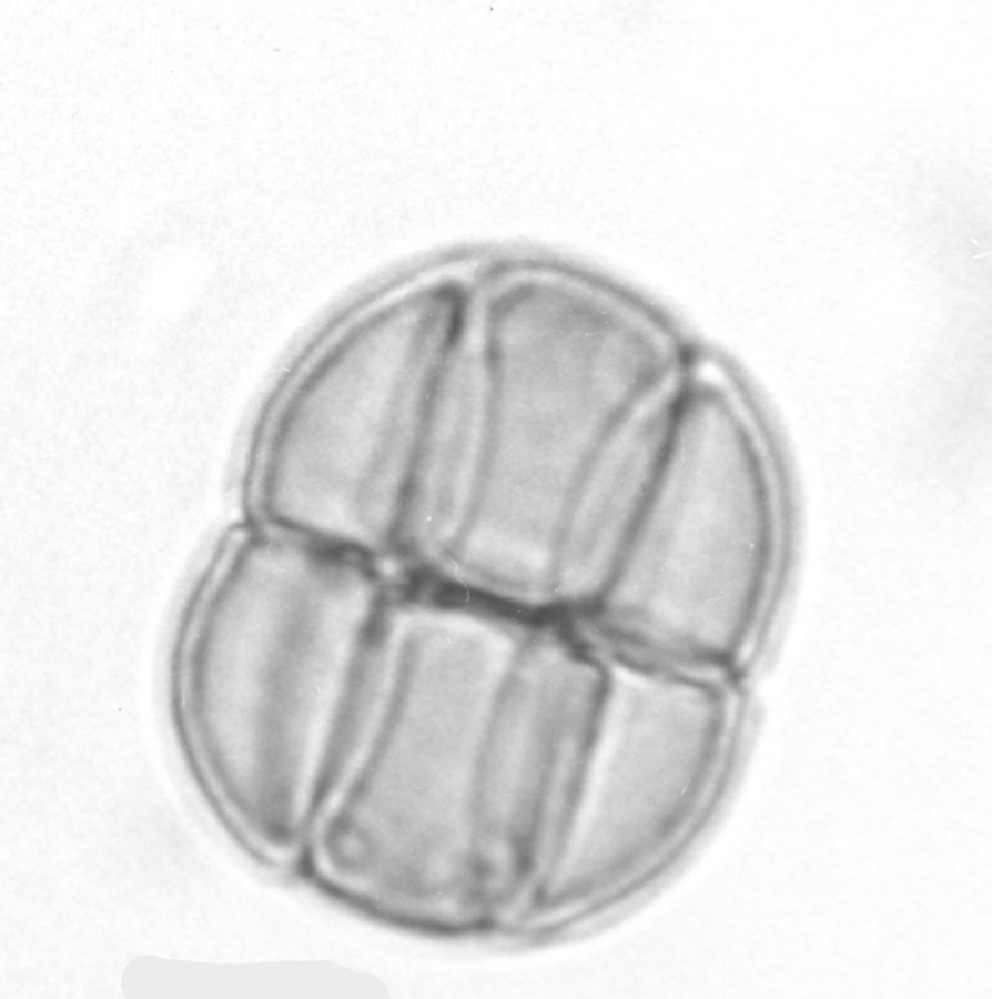 Image - Acacia angustissima var. hirta