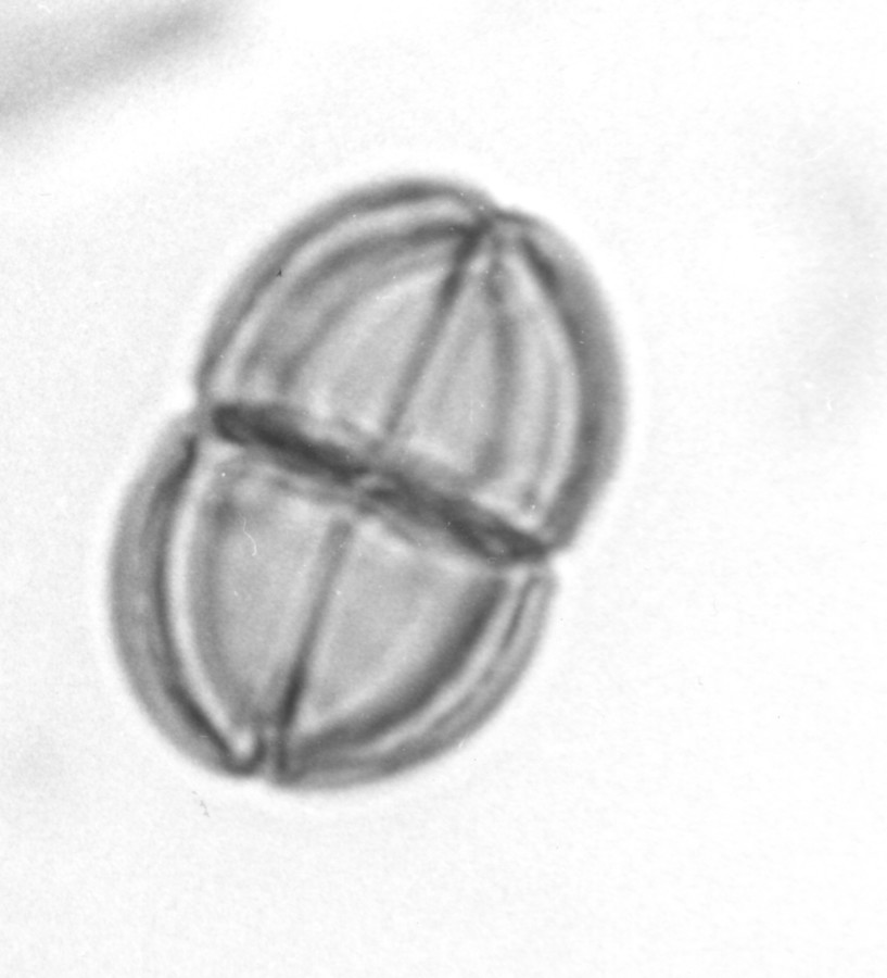 Image - Acacia angustissima var. hirta