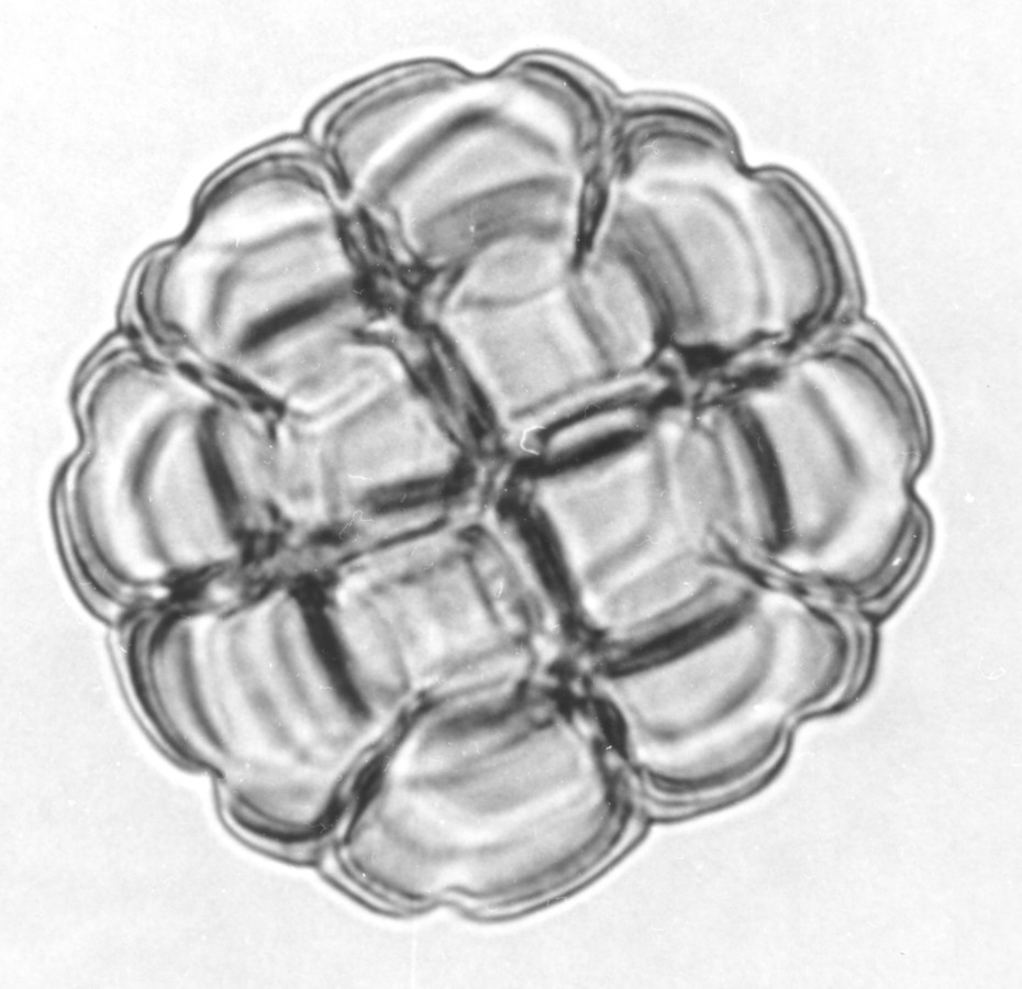 Image - Acacia rigidula