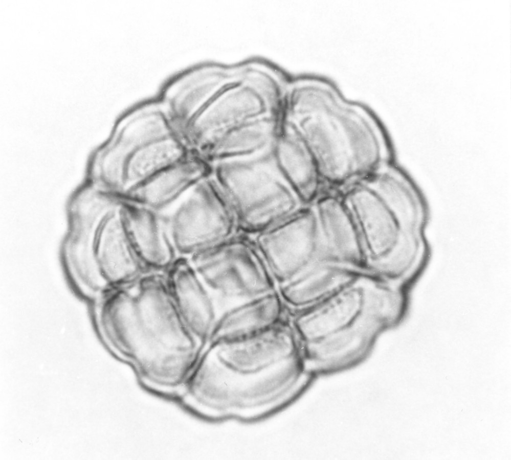 Image - Acacia rigidula