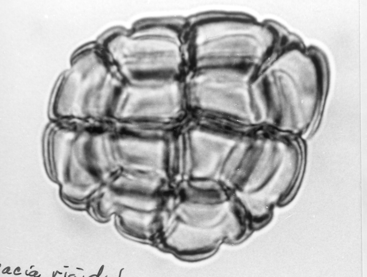 Image - Acacia rigidula