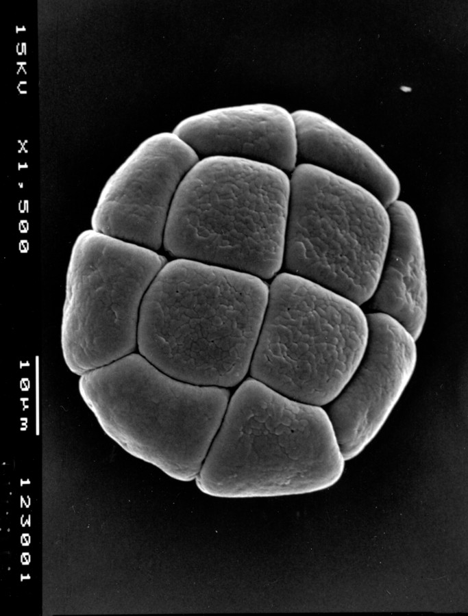 Image - Chloroleucon ebano