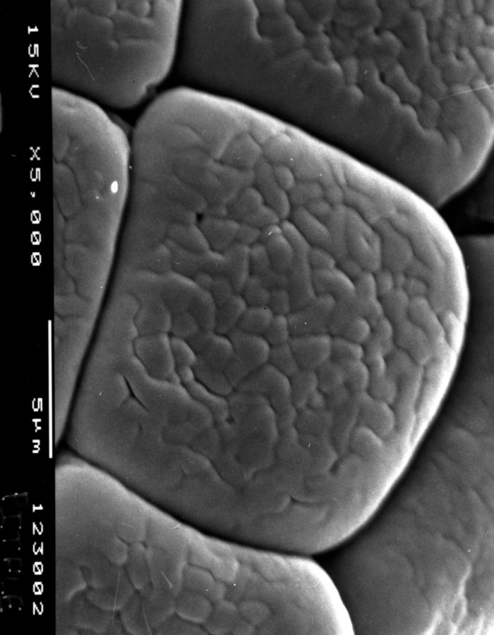 Image - Chloroleucon ebano