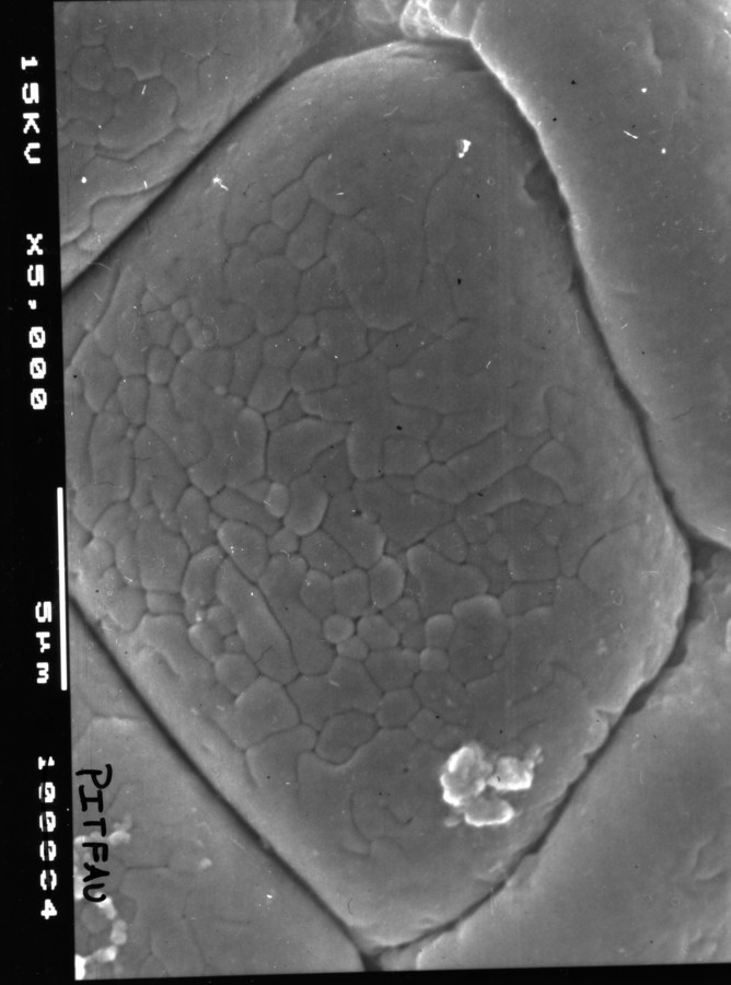 Image - Chloroleucon ebano