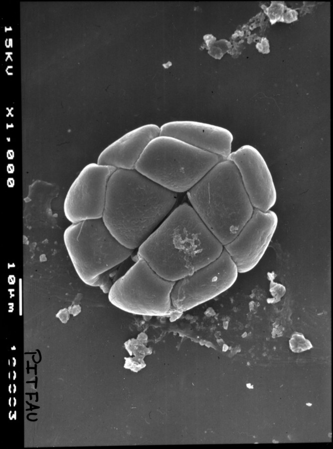 Image - Chloroleucon ebano