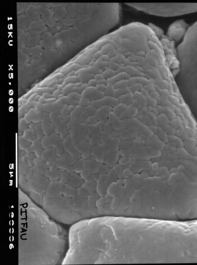 Image - Chloroleucon ebano