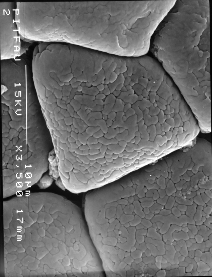 Image - Chloroleucon ebano