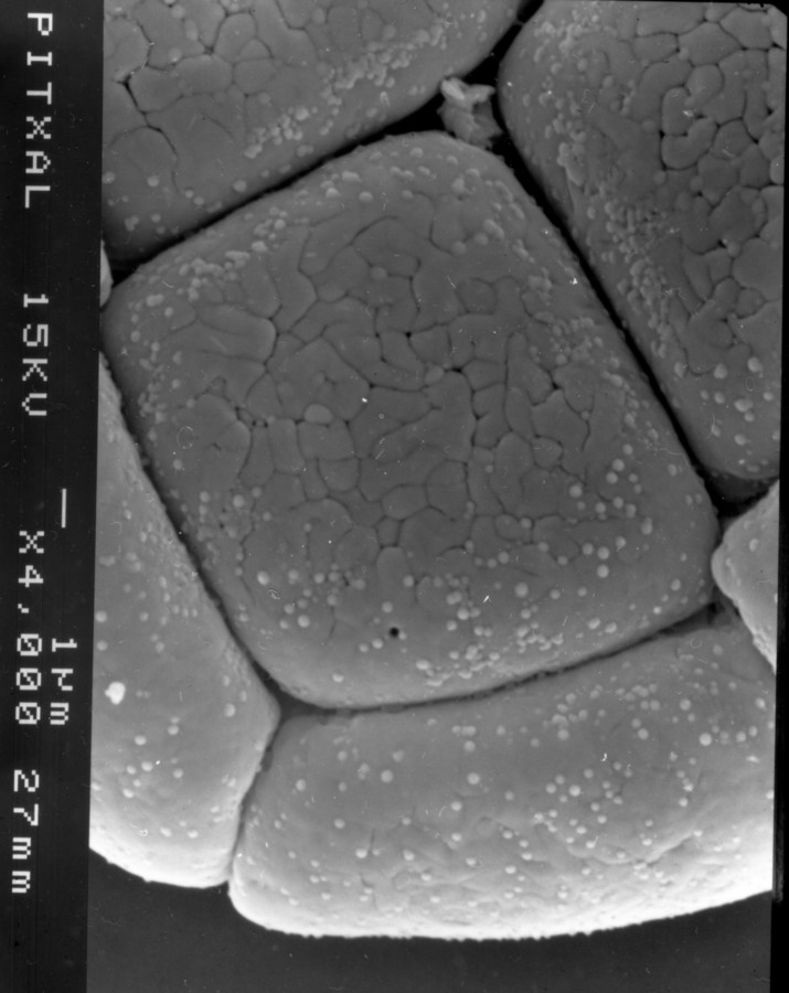 Image - Chloroleucon ebano