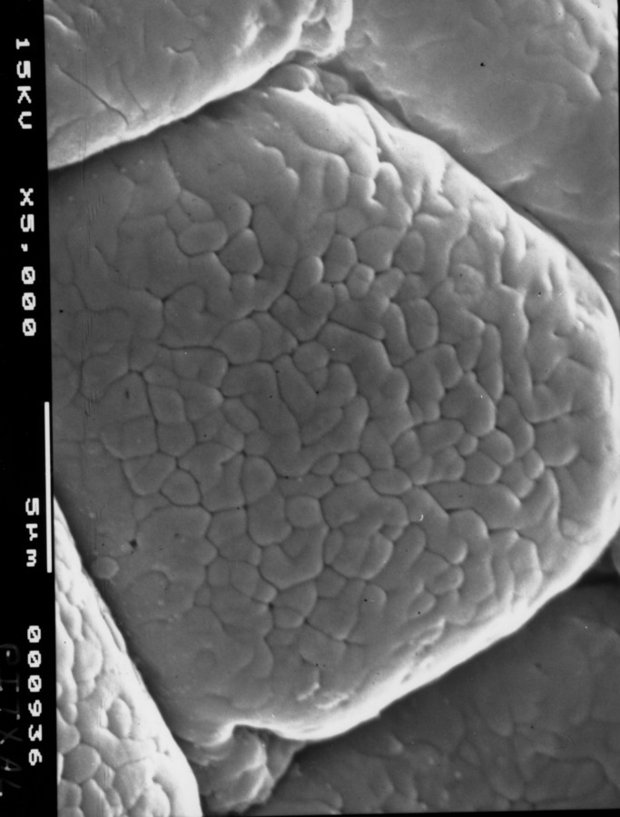 Image - Chloroleucon ebano