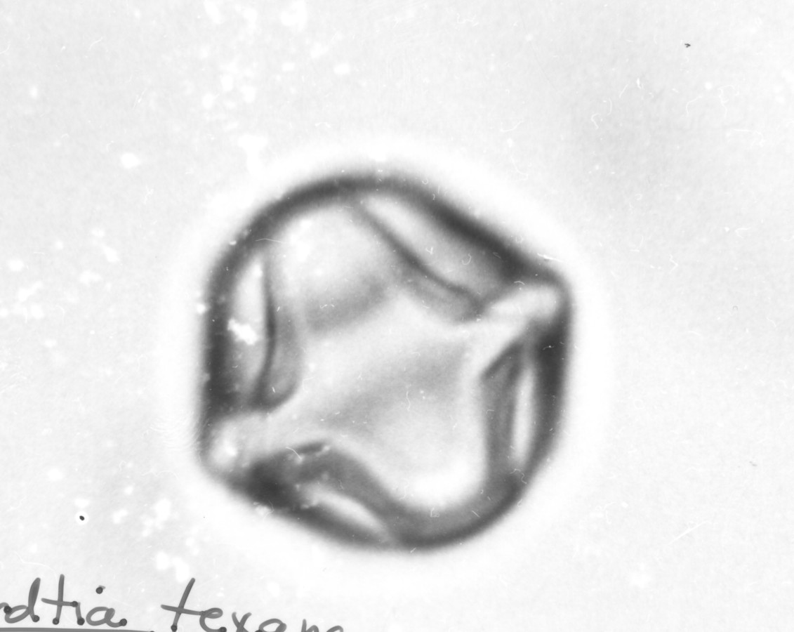 Image - Eysenhardtia texana