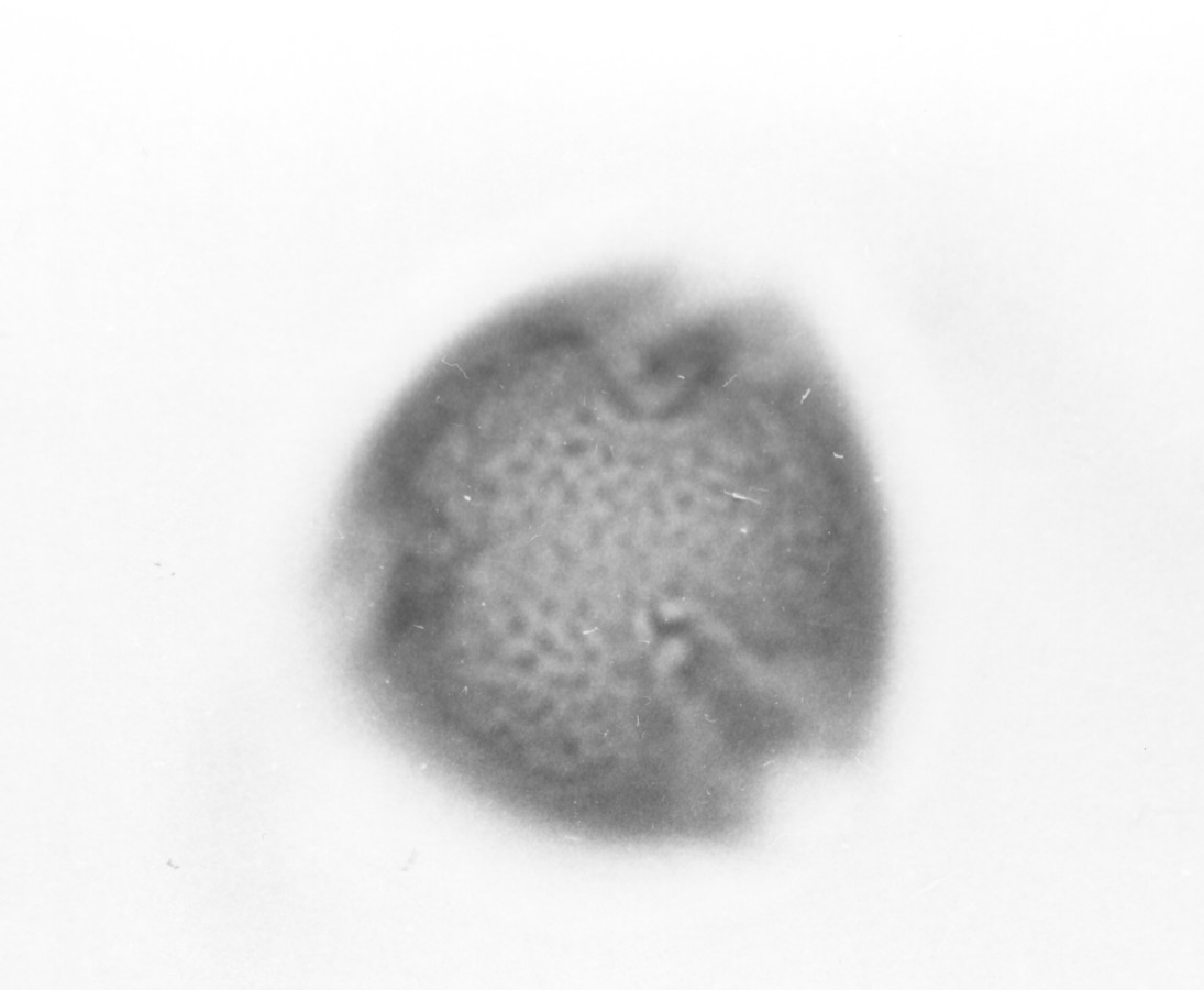 Image - Medicago minima