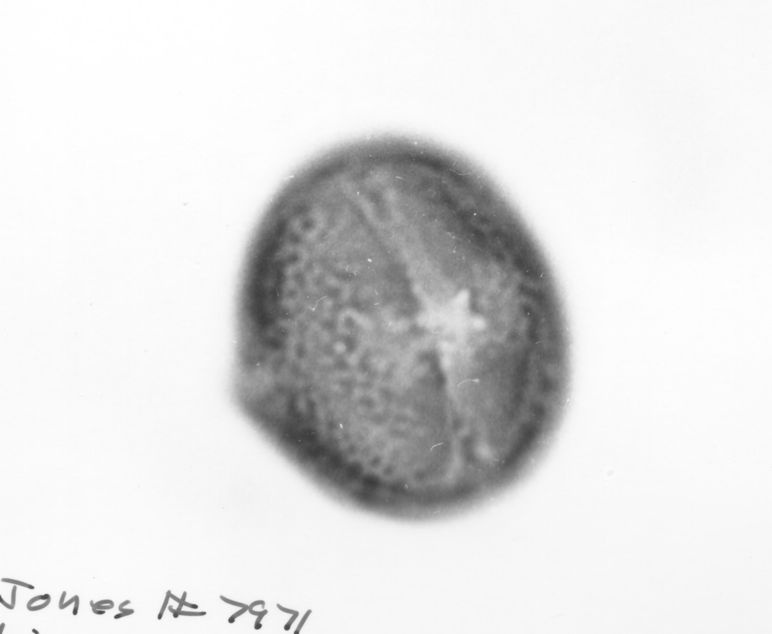 Image - Medicago minima