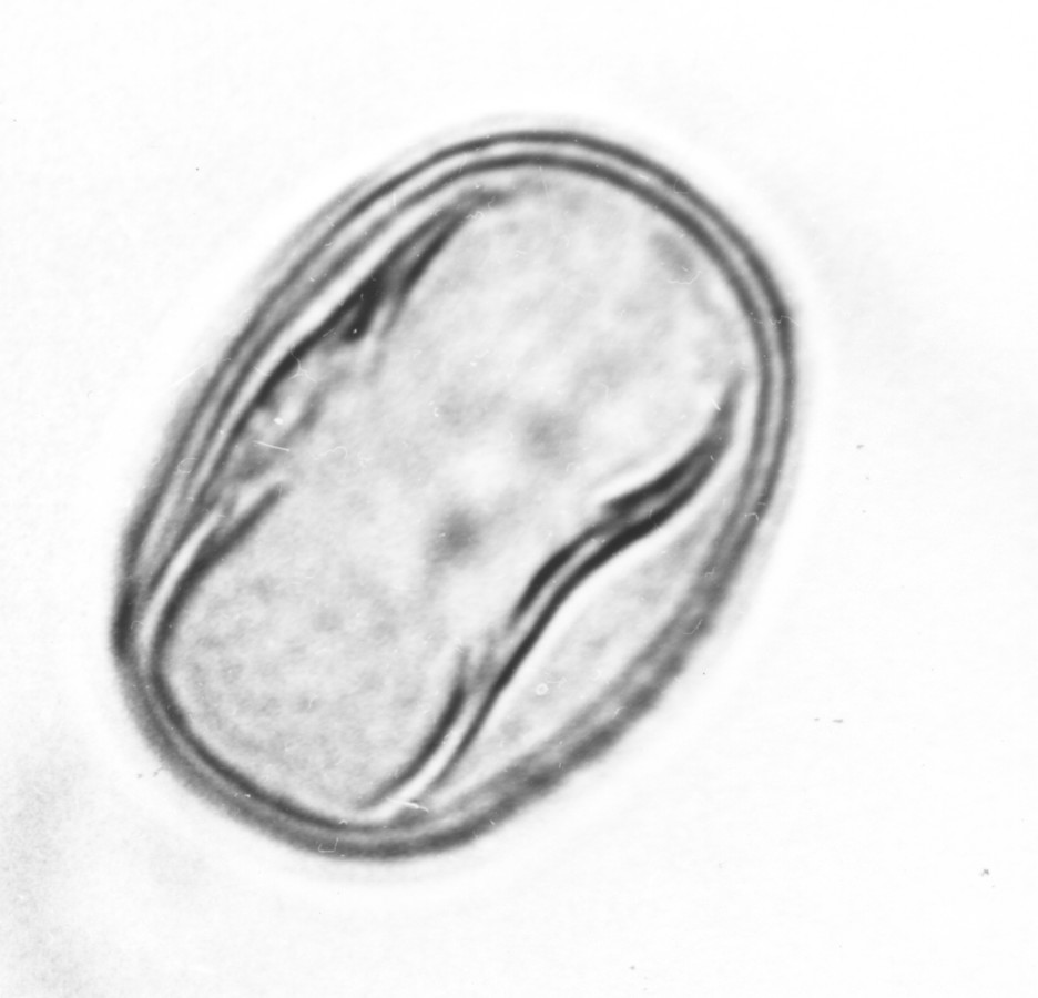 Image - Medicago polymorpha var. vulgaris