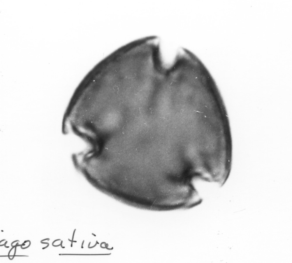 Image - Medicago sativa