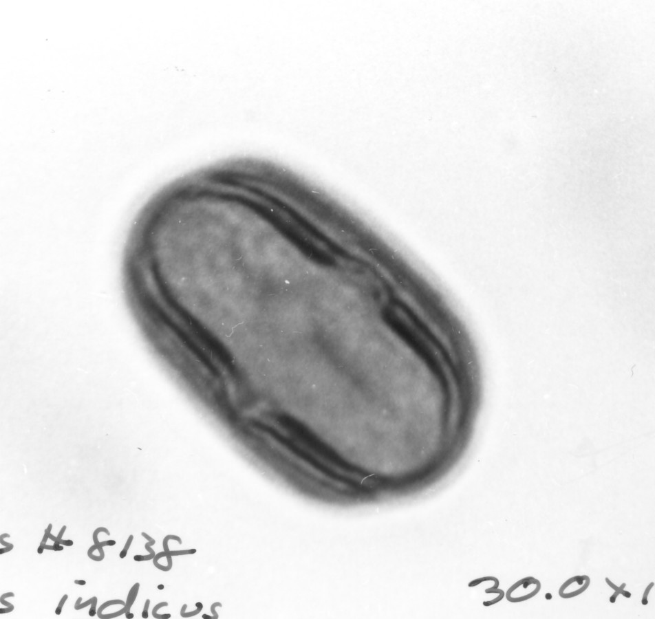 Image - Melilotus indicus