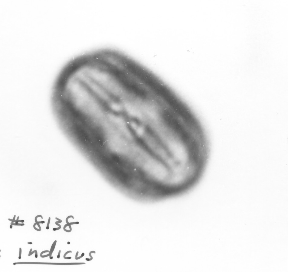 Image - Melilotus indicus