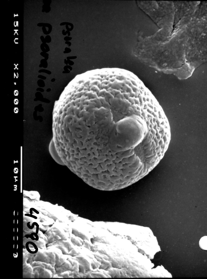 Image - Orbexilum pedunculatum