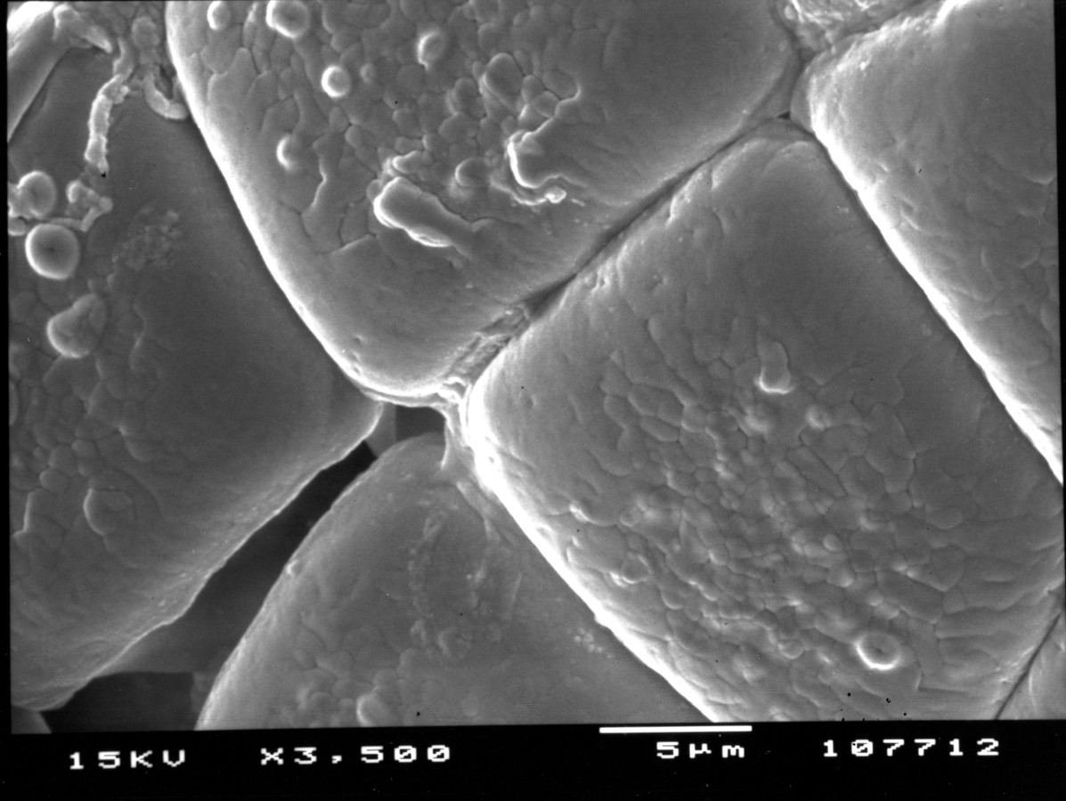 Image - Pithecellobium