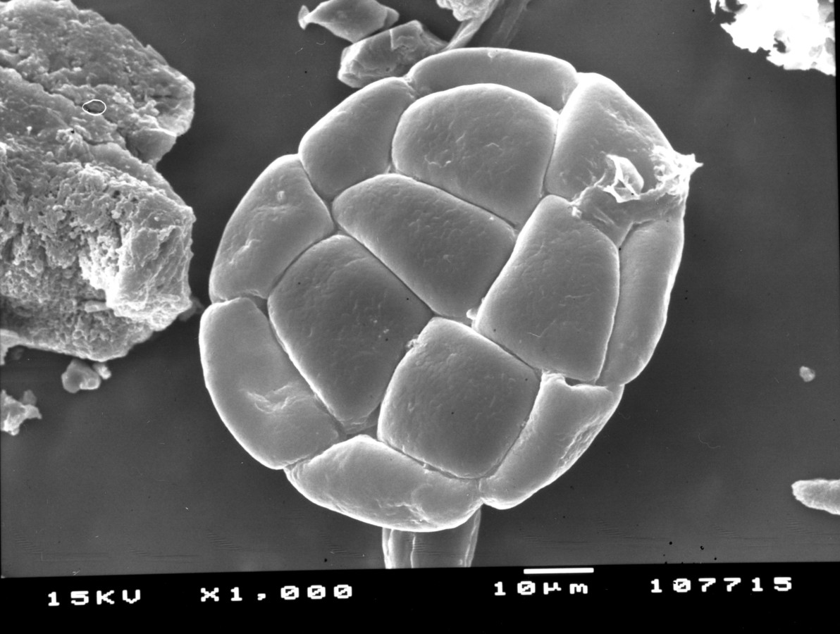 Image - Pithecellobium