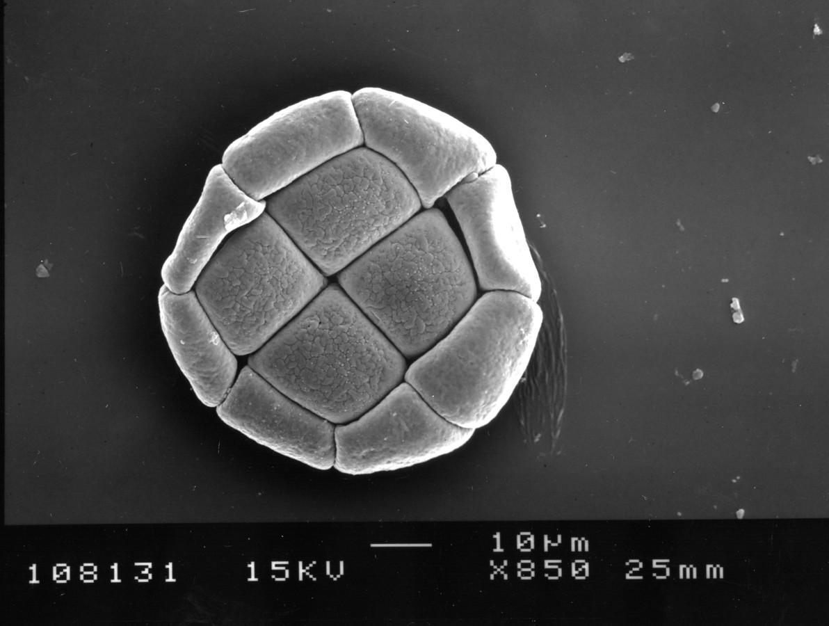 Image - Pithecellobium