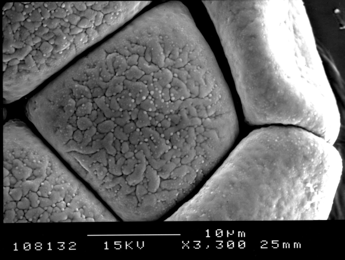 Image - Pithecellobium