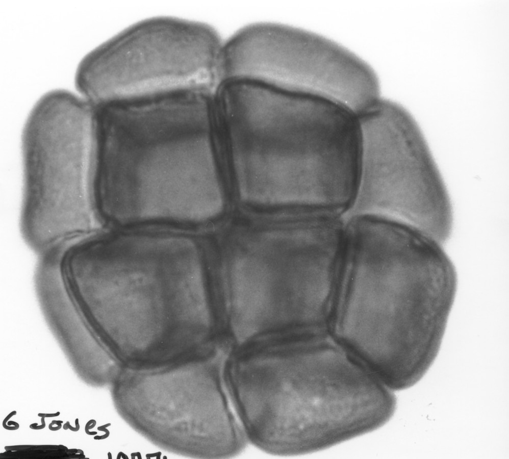 Image - Pithecellobium