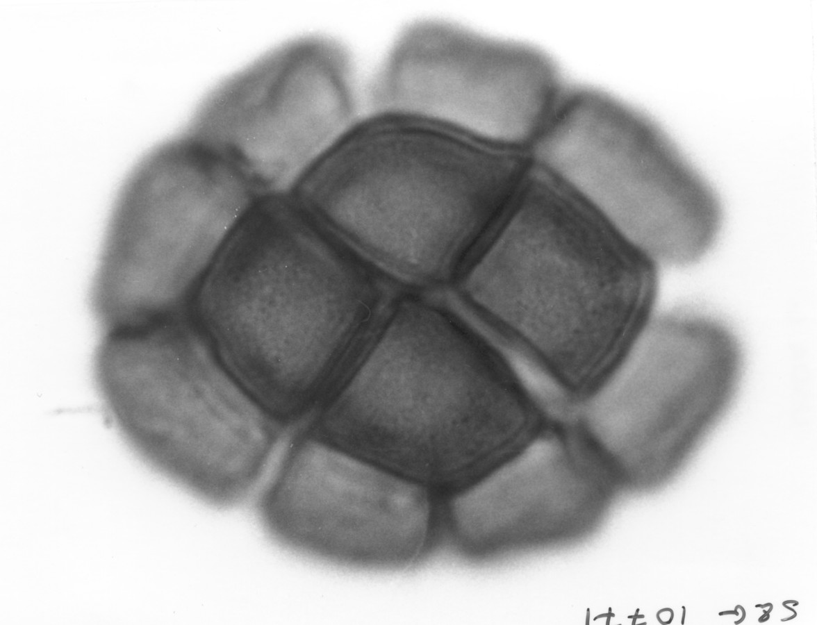 Image - Pithecellobium