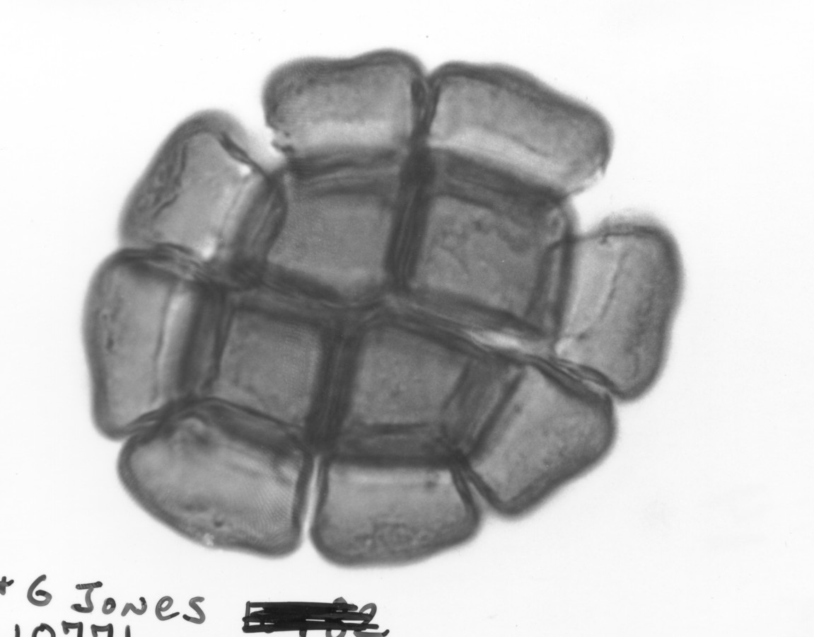 Image - Pithecellobium