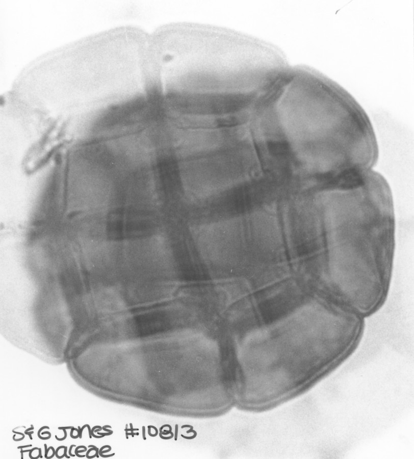 Image - Pithecellobium