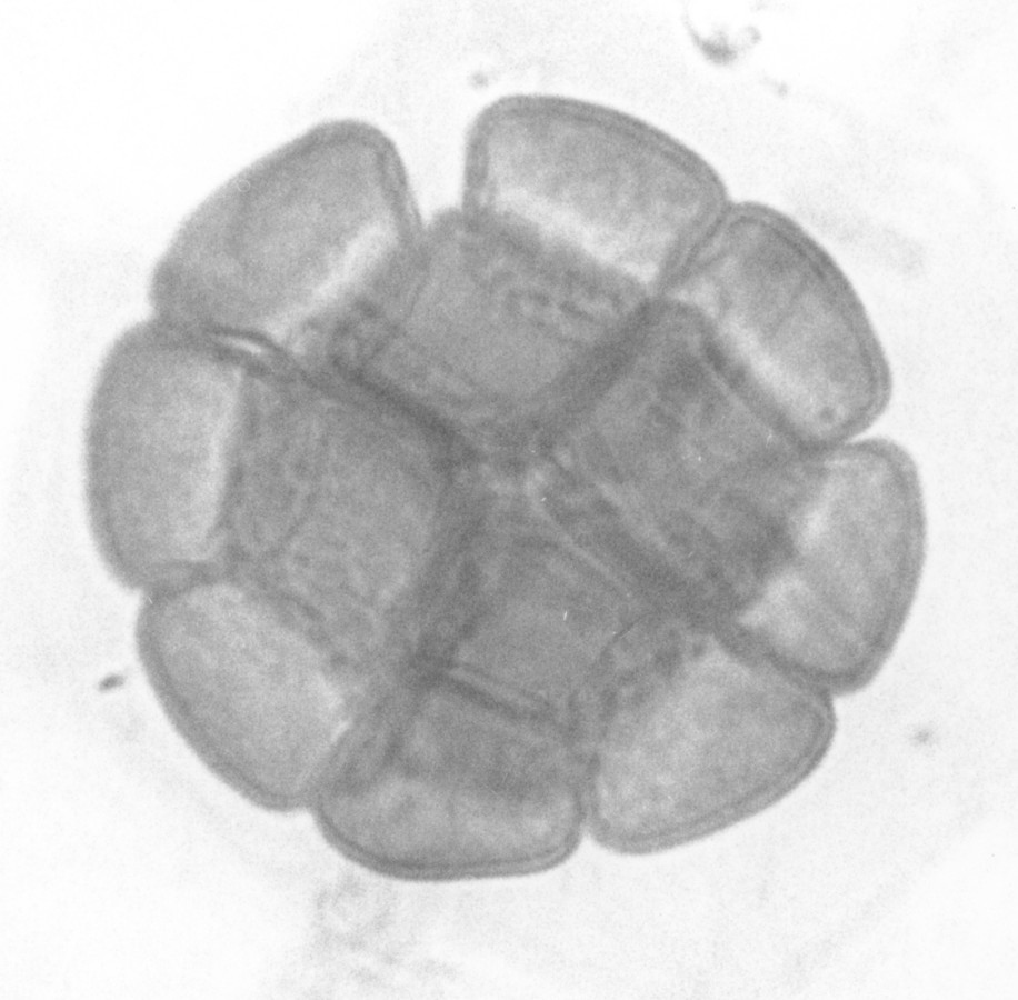 Image - Pithecellobium