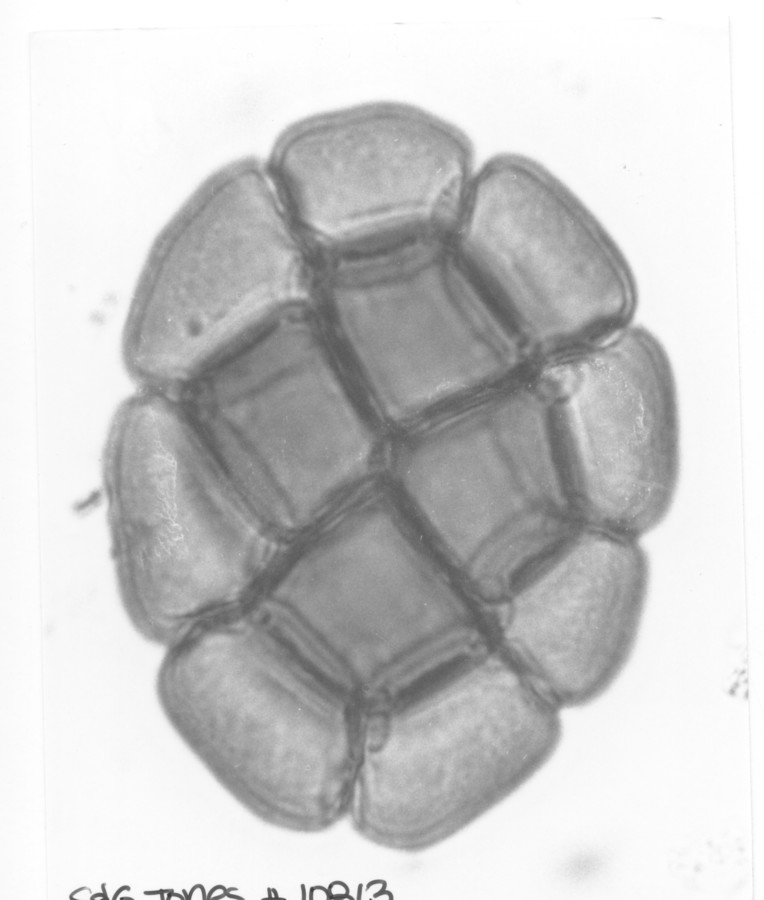 Image - Pithecellobium