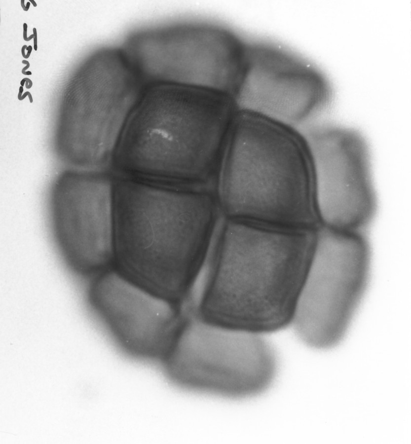 Image - Pithecellobium