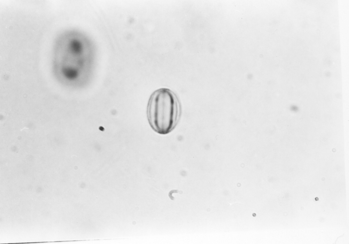 Image - Hypericum lobocarpum