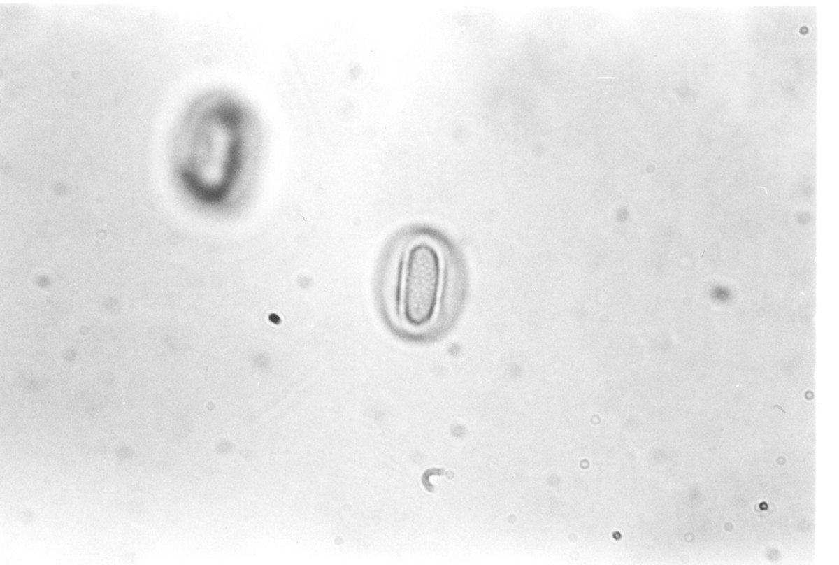 Image - Hypericum lobocarpum