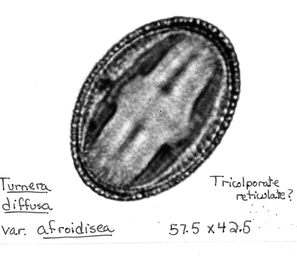 Image - Turnera diffusa var. aphrodisiaca