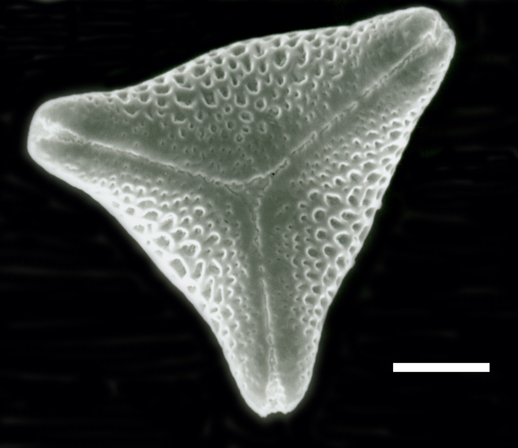 Image - Cardiospermum corindum var. villosum