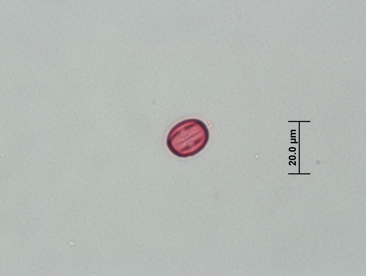 Image - Larrea tridentata